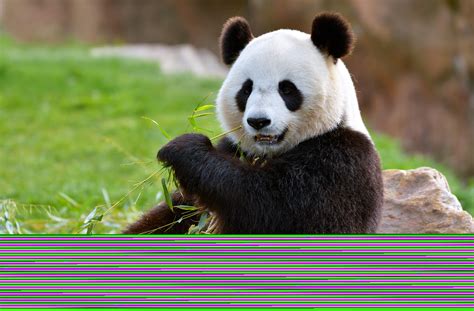 Why Is Everyone Fascinated With Pandas Mystart