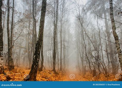 Path Scenery In Scary Misty Forest Colorful Landscape With Foggy