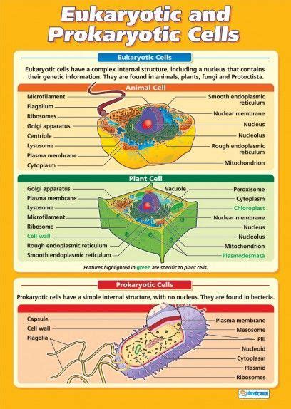 Includes labelled cell diagrams, showing each organelle, and explaining. Eukaryotic and Prokaryotic Cells | Science Educational ...