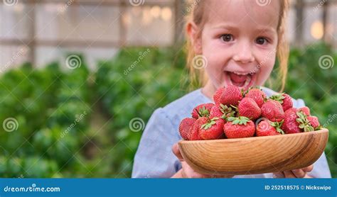 Amazed Pre School Girl With Fresh Picked Strawberries Organic Berry