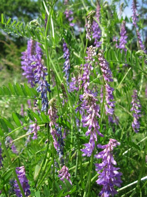 Planting And Growing Hairy Vetch Using Traditional And Sustainable