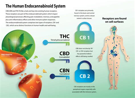 What Is The Endocannabinoid System And Why Is It Fundamental To Human