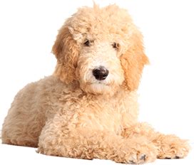Choice of best dog food for a goldendoodle puppy is easier than he thinks. Best Dog Food for Goldendoodles : Top Puppy, Adult ...