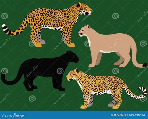 Cartoon Big Cats Vector Set Stock Vector Illustration Of Puma Rare