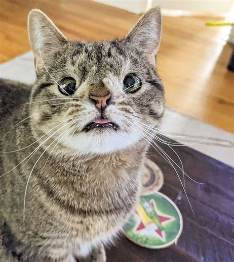 Meet Maya A Happy Derpy Cat With A Chromosomal Abnormality Pics