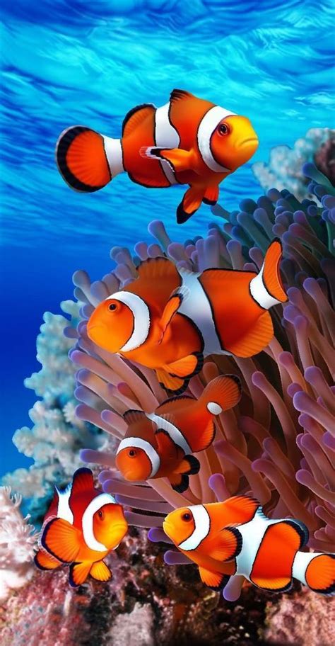 How Beautiful The Dephts Are Marinelife Underworld Ocean Coral