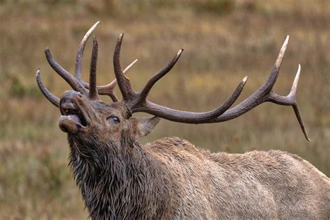 Bugling Bull Colorado Elk Photography Elk Rut Season Prints Elk Art