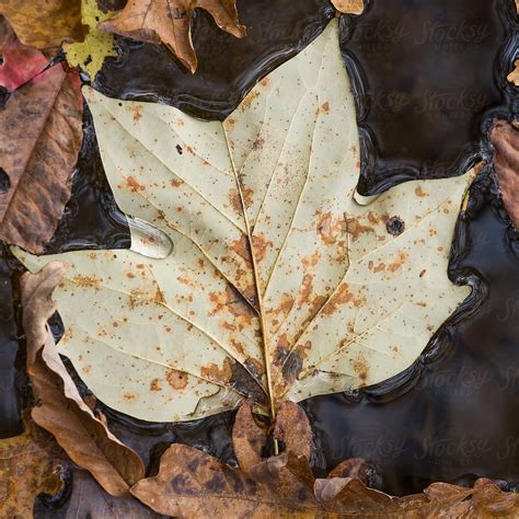 View Leaf Floating On Water By Stocksy Contributor Adam Nixon Stocksy