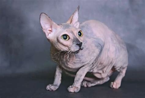 Donskoy Cat Aka Don Sphynx Purrfect Cat Breeds