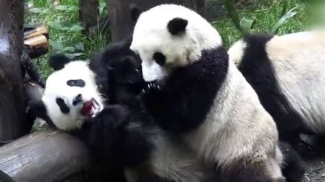 Cute Alert Twin Pandas Fight For Food Youtube