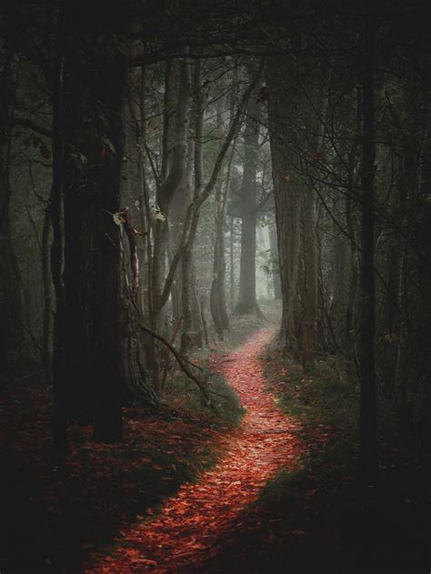 Scary Forest Path Bing Images Teacher Picture Prompts Pinterest