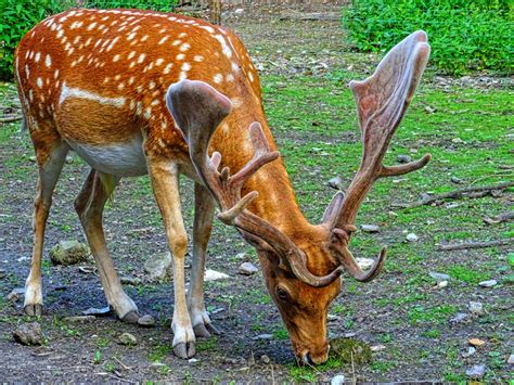 Spotted Deer With Antlers Image Free Stock Photo Public Domain
