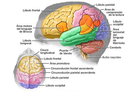 Cuales Son Las Partes Del Cerebro Y Sus Funciones Dinami