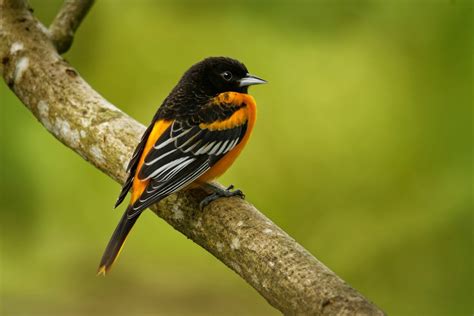Identifying Songbirds Thriftyfun