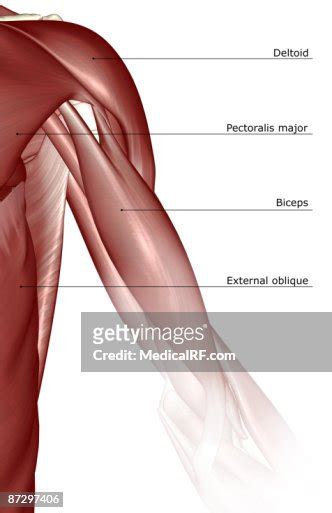 The Muscles Of The Shoulder And Upper Arm High Res Vector Graphic