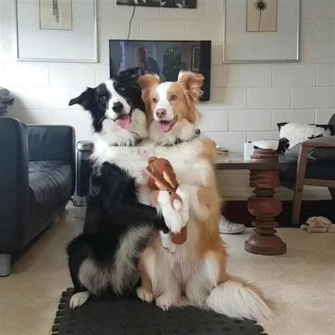 15 Funny And Weird Border Collie Pictures The Dogman