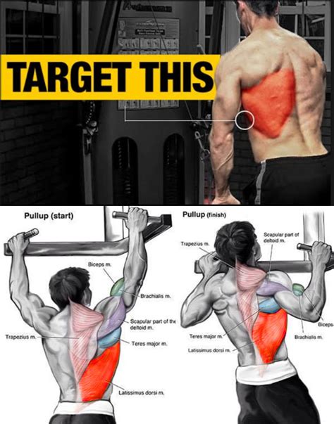 Upper Back Anatomy For Training Photo And Guide