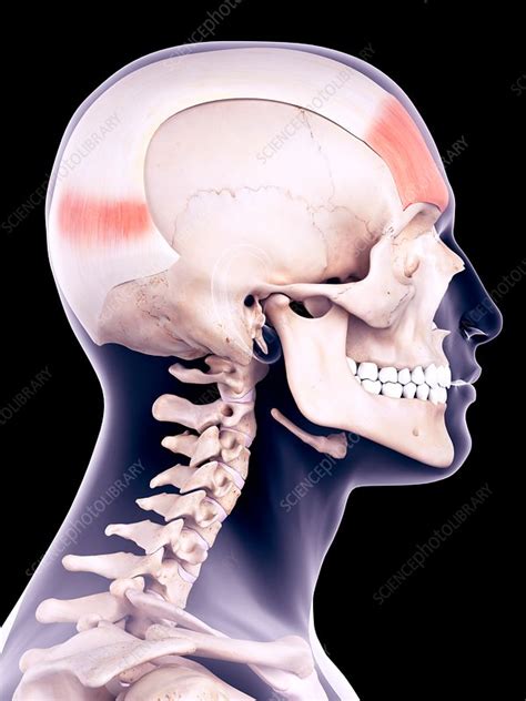 Head Muscles Illustration Stock Image F0171033 Science Photo