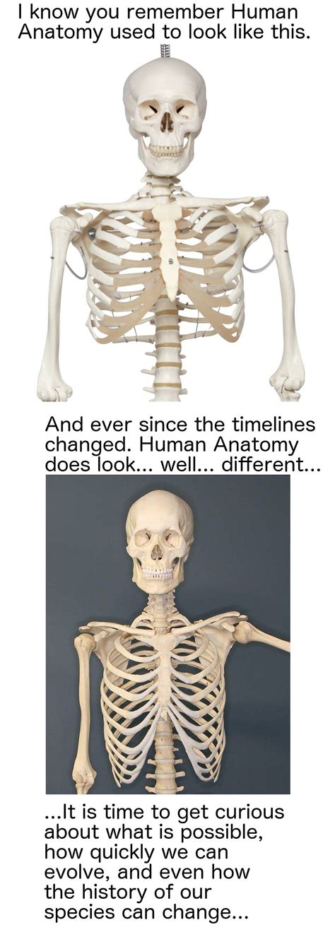 Mandela Effect Human Anatomy
