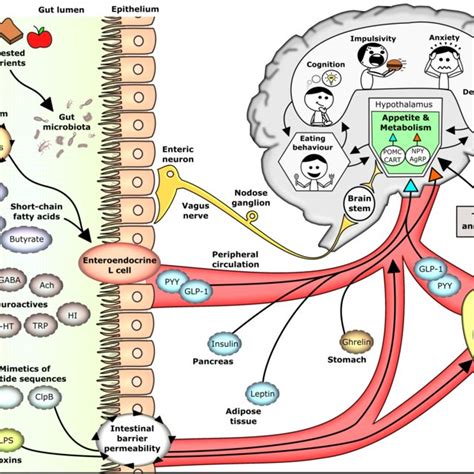 Microbiota Gut Brain Axis Modulator Of Host Metabolism And Appetite
