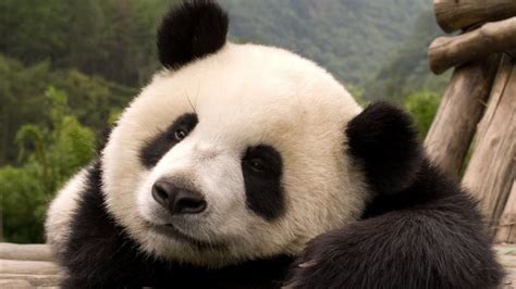 El Misterio De Por Qué Los Ojos De Algunos Osos Panda Se Están