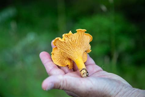 Chanterelle Foraging Guide Facts Identification Health Benefits And