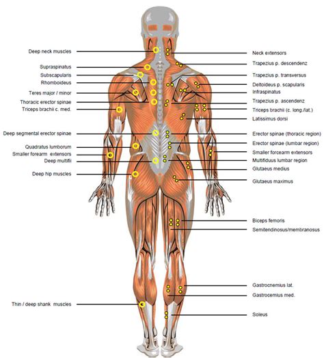 Corresponds common names on a model, skeleton, or person. Cardio Trek - Toronto Personal Trainer: Anatomical Terms ...