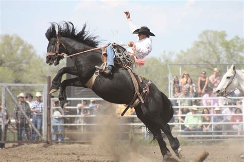 Ride M Cowboy Miles City Mt Annual Bucking Horse Sale Montana
