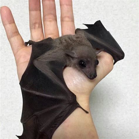 ♡︎ Girlontvxx Animals Beautiful Cute Creatures Cute Bat