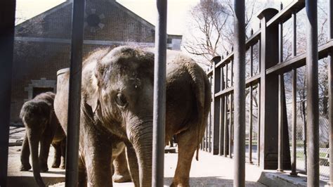 Petition · Get Elephants Out Of Zoos United States ·