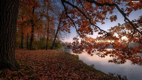 Viewes Oak River Trees Autumn Beautiful Views Wallpapers 1920x1080