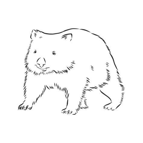 Wombat Vector Sketch 8687312 Vector Art At Vecteezy
