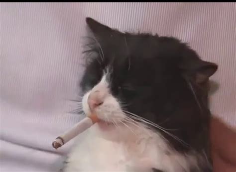 Smoking Cat Blank Template Imgflip