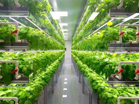 why the indoor farming movement is taking off nexus newsfeed