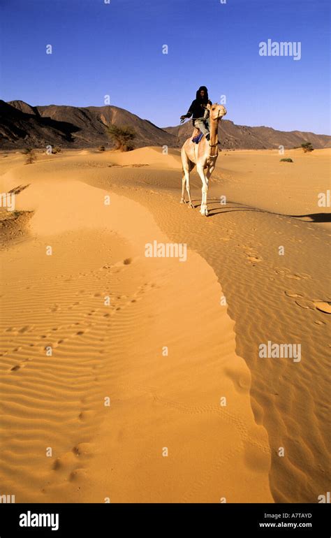 Niger Sahara Tenere Desert Tuareg Camel Rider In Arakao Sand Dunes