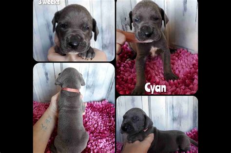 Deans Danes Great Dane Puppies For Sale Born On 12062020