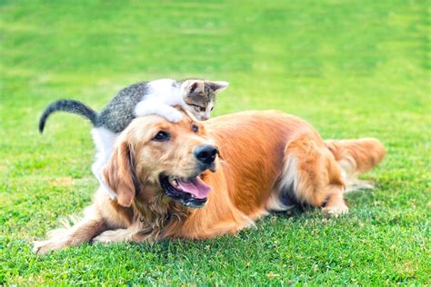 Dog And Cat Care In Nashua Nh All Pets Veterinary Hospital