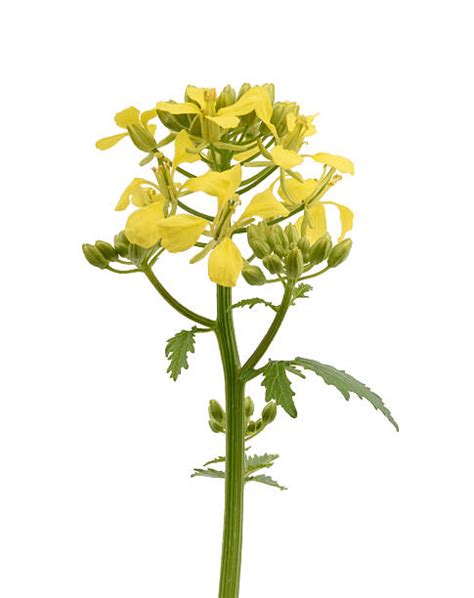 Black Mustard Flower Stock Photos Pictures And Royalty Free Images Istock