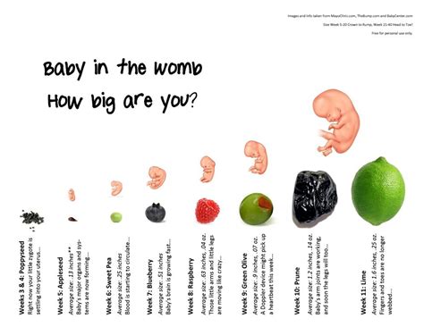 Fruits means the end result of something, so fruits of labor would be what you earned from hard work. What Size Is A Baby At 3 Weeks Pregnant - Baby Viewer