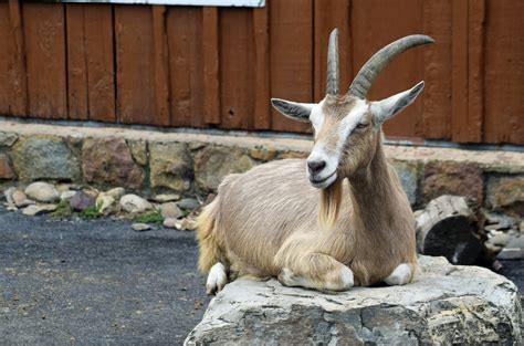 Toggenburg Goat Lehigh Valley Zoo