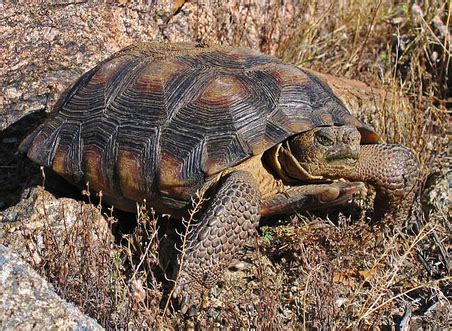 Not all tortoises are created equal: Desert Reptiles & Amphibians - Cactus Garden: The Sonoran ...