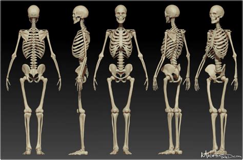 Feb 15 Reference Human Skeleton Rdailydraw