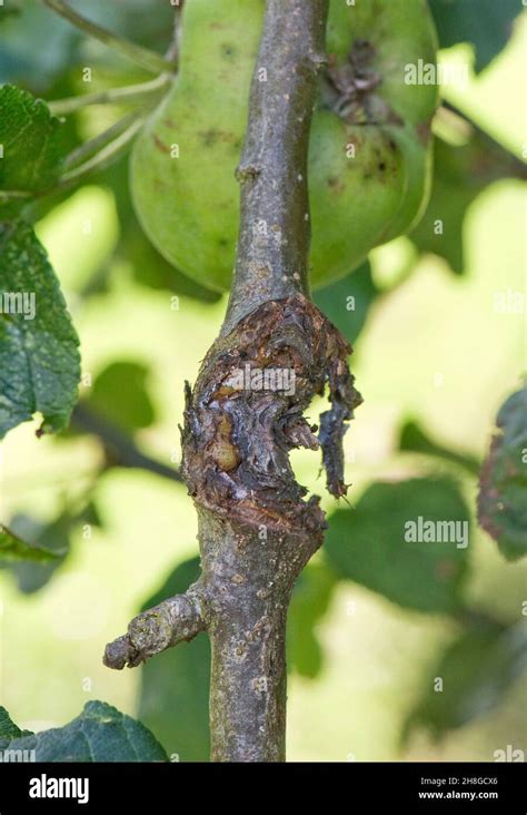Apple Canker Neonectria Ditissima Severe Lesion On Small Apple Tree