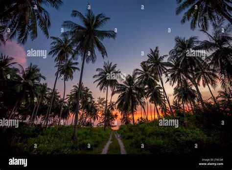 Palm Trees Silhouettes During A Colorful Tropical Sunset At Nathon