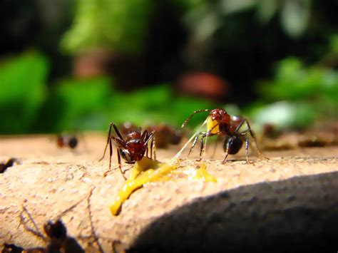 Boric Acid Ants Recipe Blog Dandk