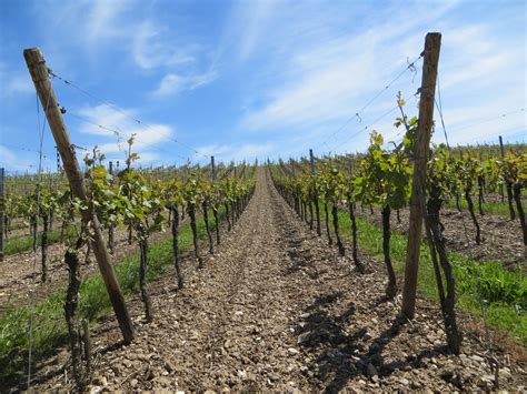 Free Images Read Vine Vineyard Field Food Produce Crop Soil