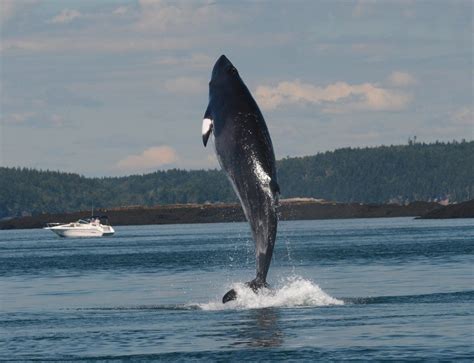 Minke whale belongs to the group of baleen whales. Incredible breaching minke whale - Quoddy Link Marine