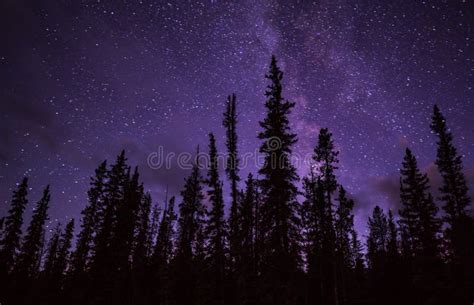 Silhouette Pine Forest Under Milky Way Galaxy And Stars Stock Photo