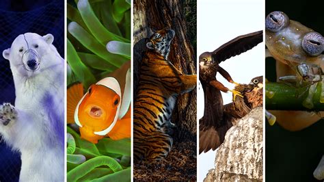 Las Mejores Fotografías De Vida Salvaje Y Ganadoras De Wildlife