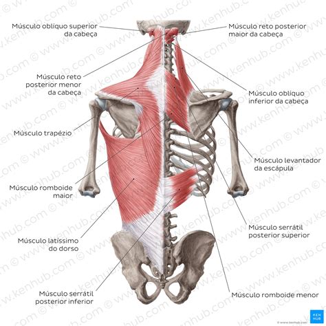 Anatomia Dorsal